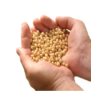 Soybeans