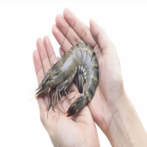 Black Tiger Shrimp